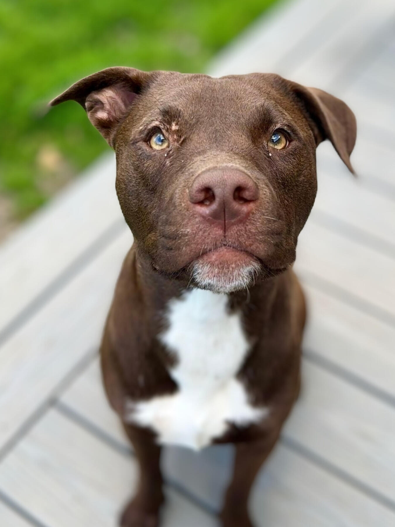 Brown_and_white_dog